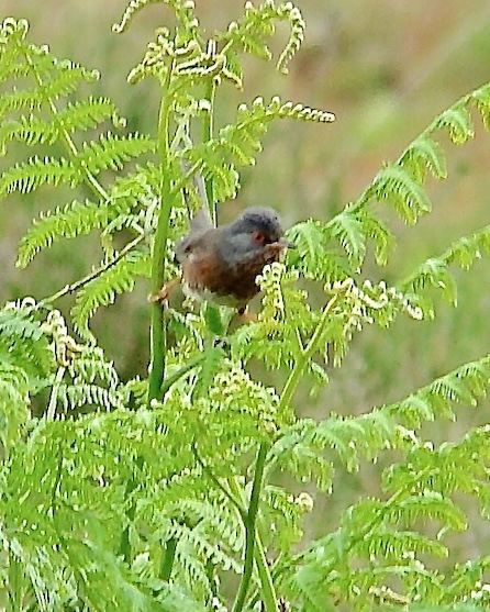 Dartford warbler